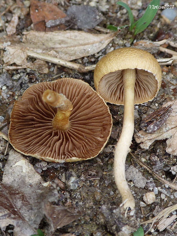 poľnička Agrocybe sp.