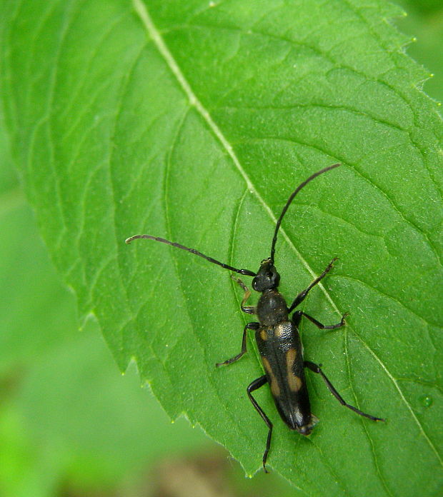 fúzač Anoplodera sexguttata