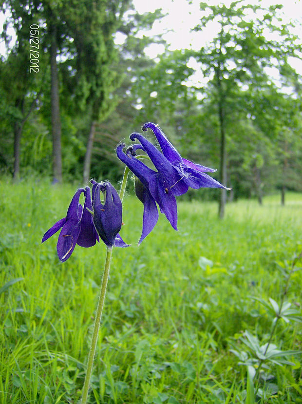 orlíček obyčajný Aquilegia vulgaris L.