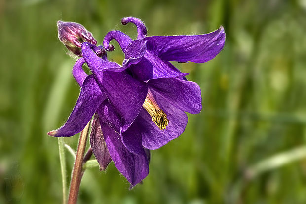 orlíček obyčajný Aquilegia vulgaris L.