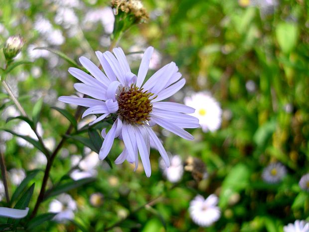 astra kopijovitolistá  Aster lanceolatus Willd.