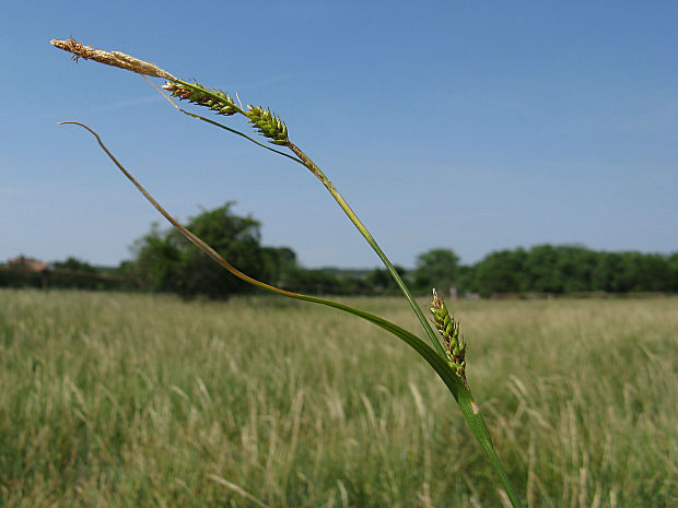 ostrica vzdialená Carex distans L.