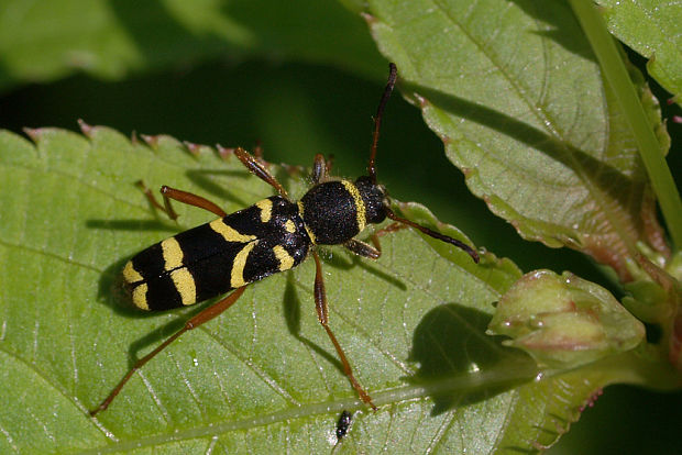 fuzáč  Clytus arietis