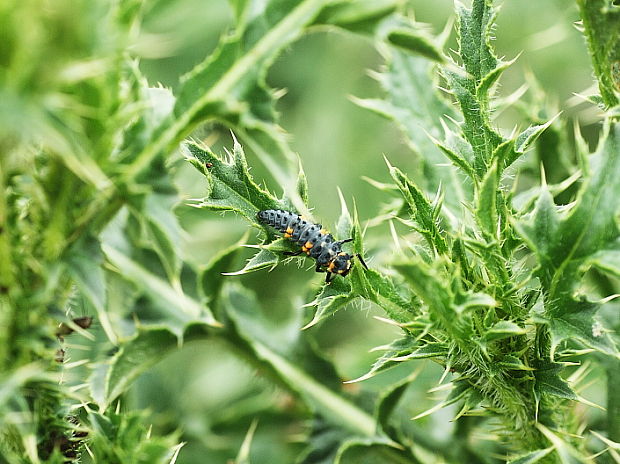 lienka sedembodková Coccinella septempunctata