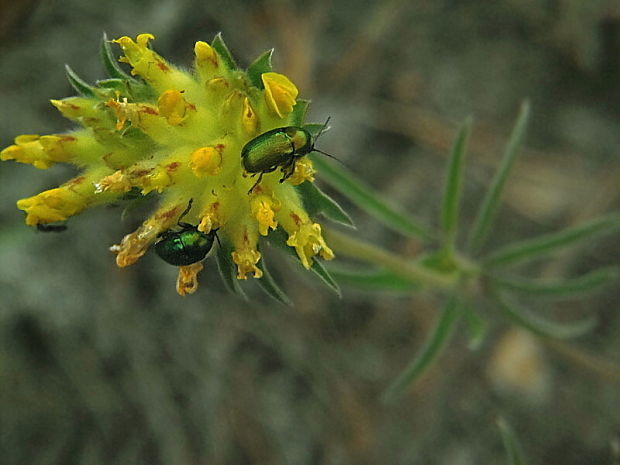 krytohlav hedvábitý (cz) Cryptocephalus sericeus