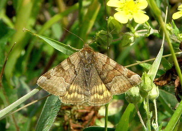 stužkavec hnedý  Euclidia glyphica  Linnaeus, 1758