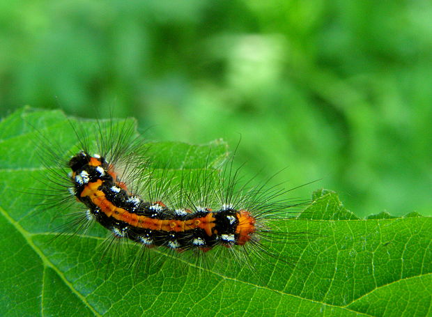 mníška pižmová Euproctis similis