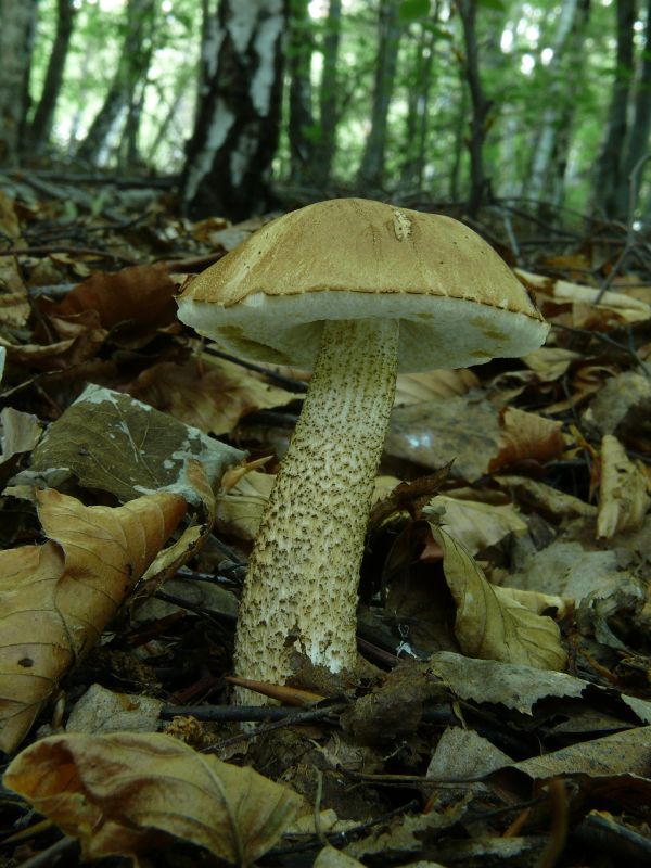 kozák brezový Leccinum scabrum (Bull.) Gray