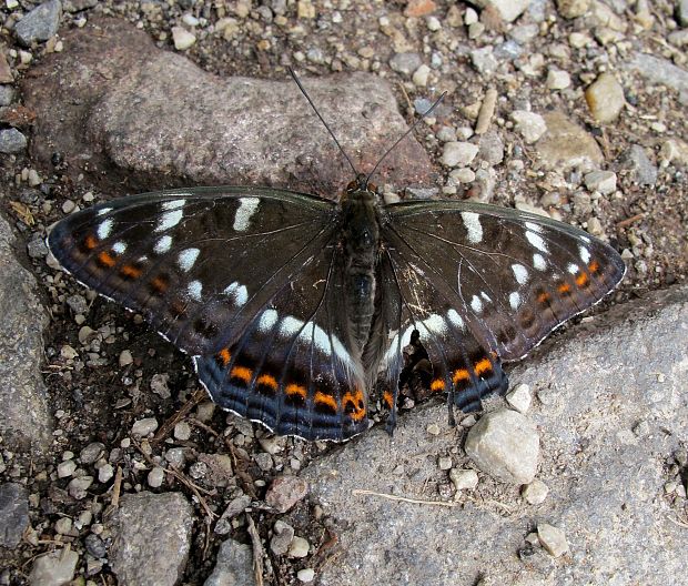 bielopasovec topolovy Limenitis populi  Linnaeus,1758