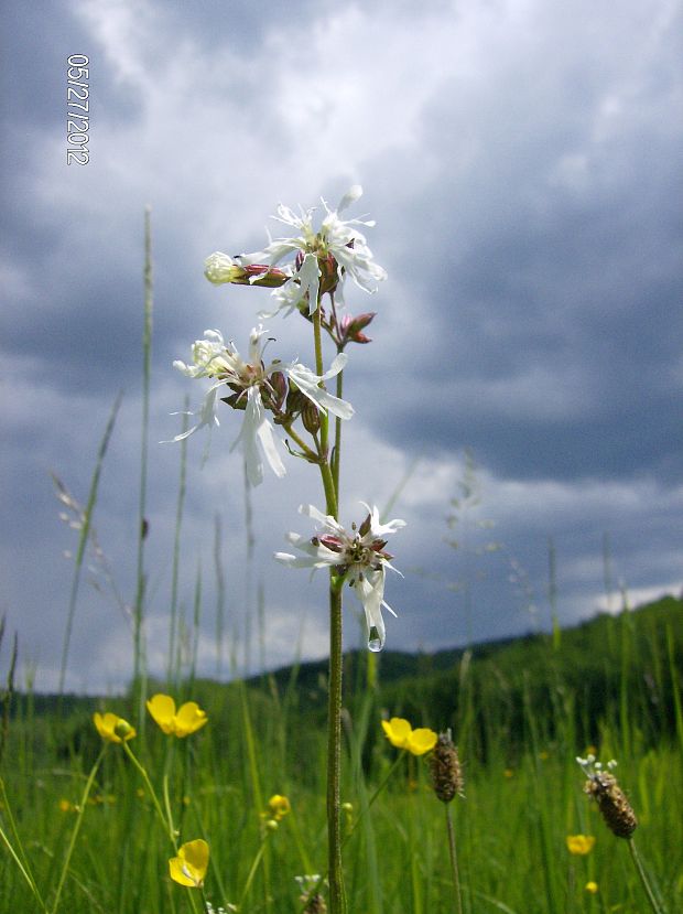 kukučka lúčna Lychnis flos-cuculi L.