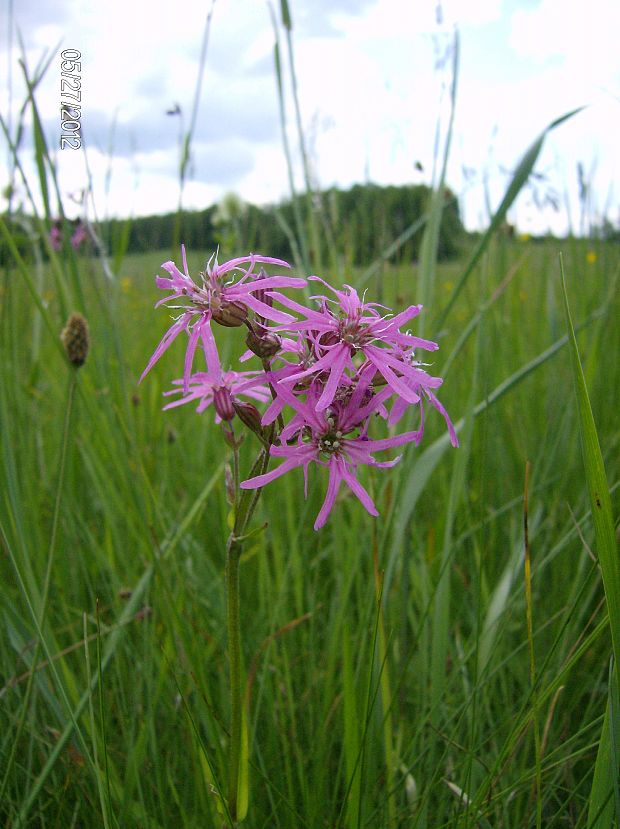 kukučka lúčna Lychnis flos-cuculi L.