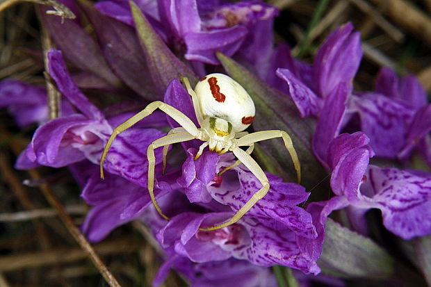 kvetarik dvojtvary Misumena vatia