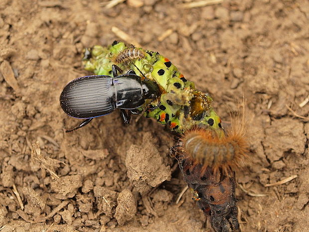 utekáčik  Poecilus sericeus