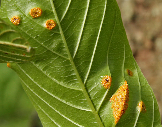 hrdza Puccinia sp.