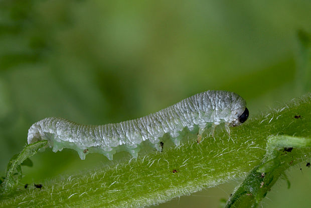 pilarka - husenica Tenthredopsis sp.