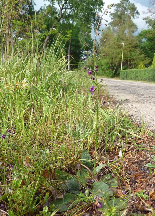 divozel tmavočervený Verbascum phoeniceum L.