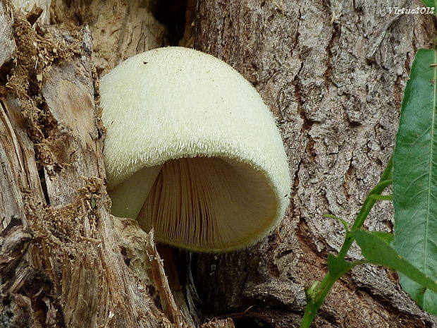 pošvovec stromový Volvariella bombycina (Schaeff.) Singer