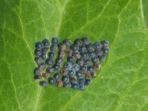 mramorovka - vajicka Acronicta sp.