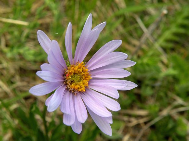 astra alpínska Aster alpinus L.