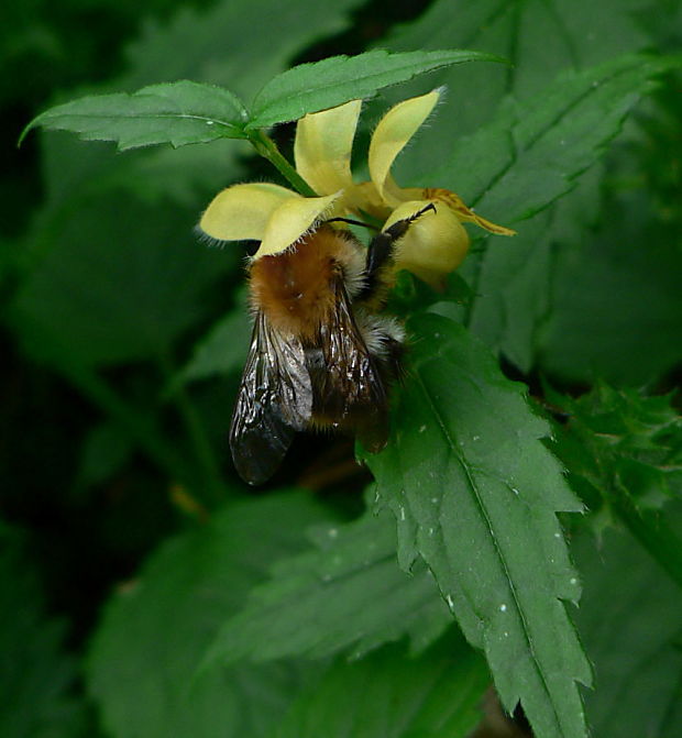 čmeľ poľný - čmelák rolní Bombus pascuorum Scopoli, 1763