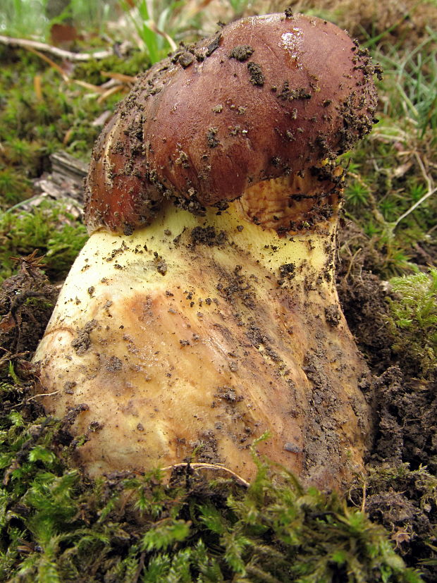 hríb príveskatý Butyriboletus appendiculatus (Schaeff. ex Fr.) Secr.