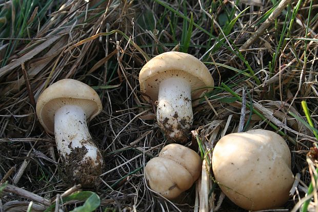 čírovnica májová Calocybe gambosa (Fr.) Donk