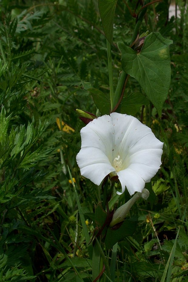 povoja plotná Calystegia sepium  (L.) R. Br.