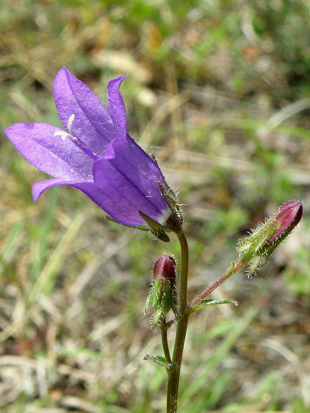 zvonček sibírsky Campanula sibirica L.