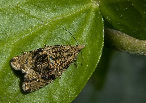 obaľovač kalužinový  Celypha lacunana