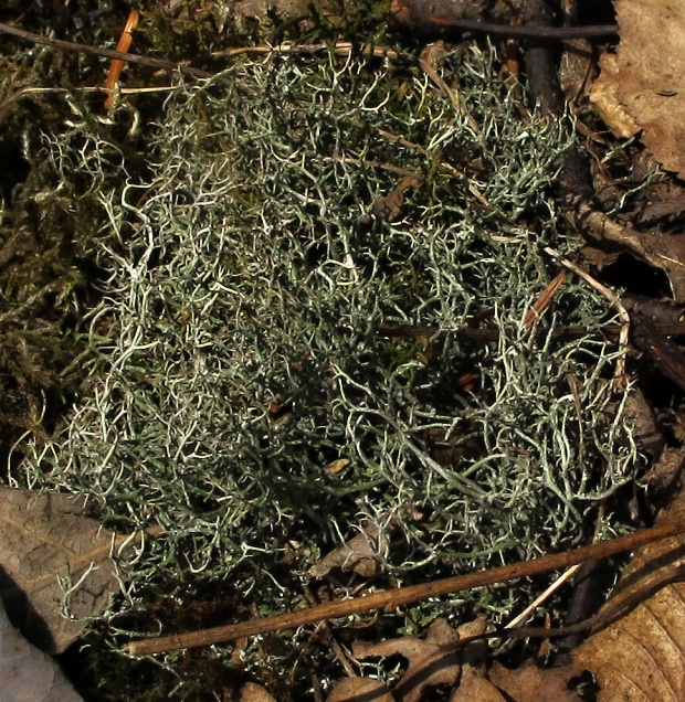 dutohlávka Cladonia sp.