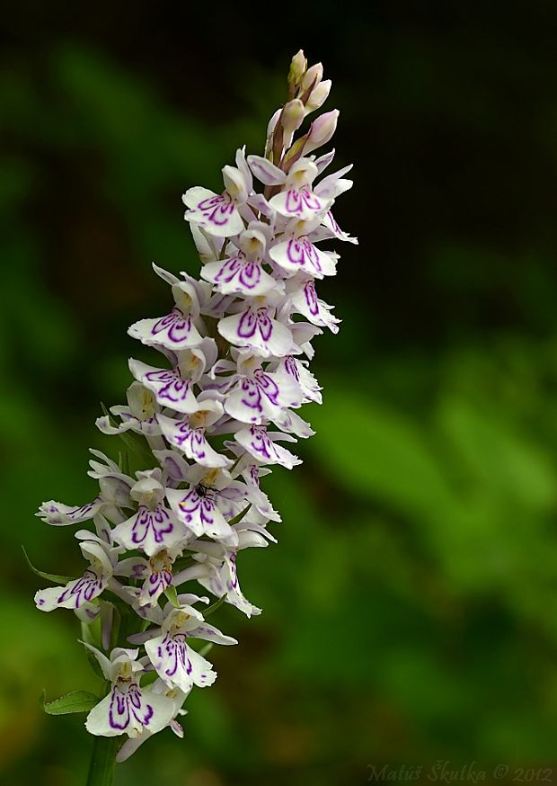 vstavačovec fuchsov pravý Dactylorhiza fuchsii subsp. fuchsii (Druce) Soó