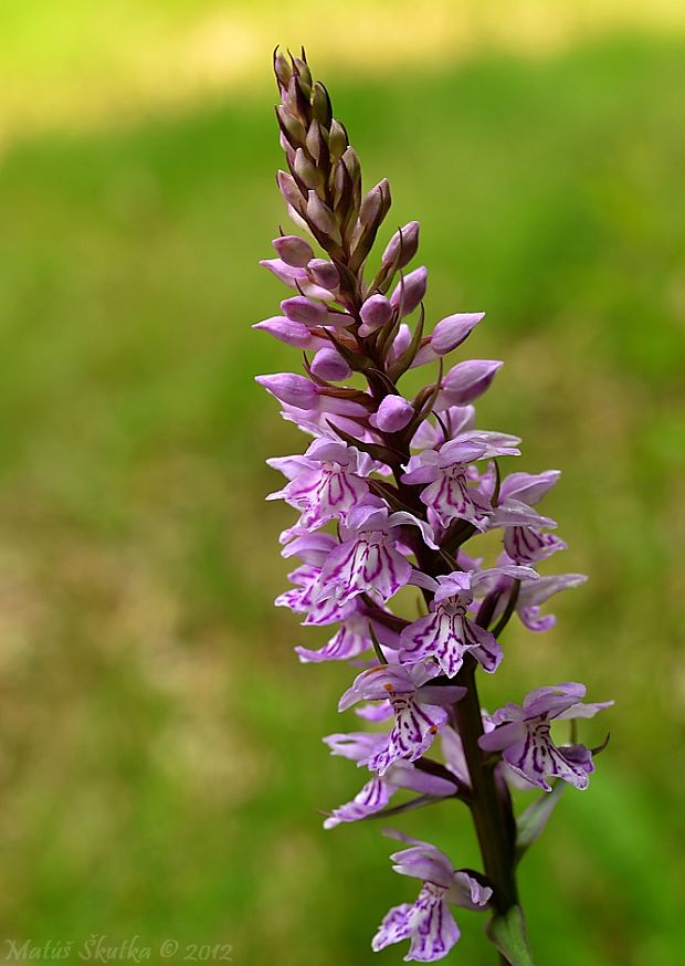 vstavačovec fuchsov pravý Dactylorhiza fuchsii subsp. fuchsii (Druce) Soó