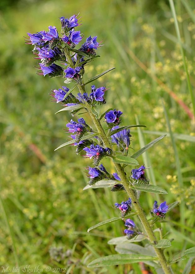 hadinec obyčajný Echium vulgare L.