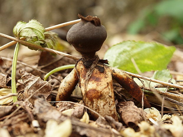 hviezdovka klenbová Geastrum fornicatum (Huds.) Hook.