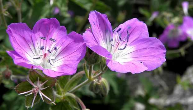 pakost lesný Geranium sylvaticum L.