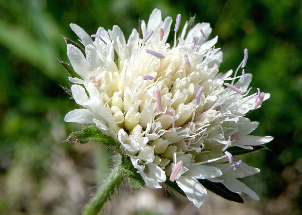 chrastavec kitaibelov Knautia kitaibelii (Schult.) Borbás