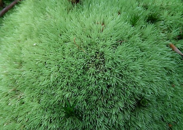 bielomach sivý Leucobryum glaucum (Hedw.) Angst.