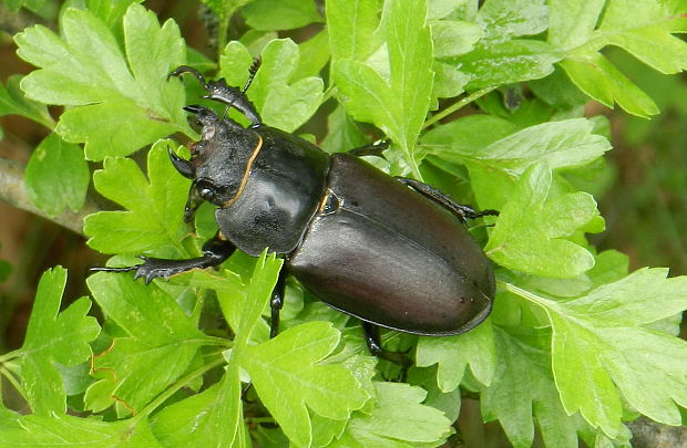 roháč obyčajný-samička Lucanus cervus