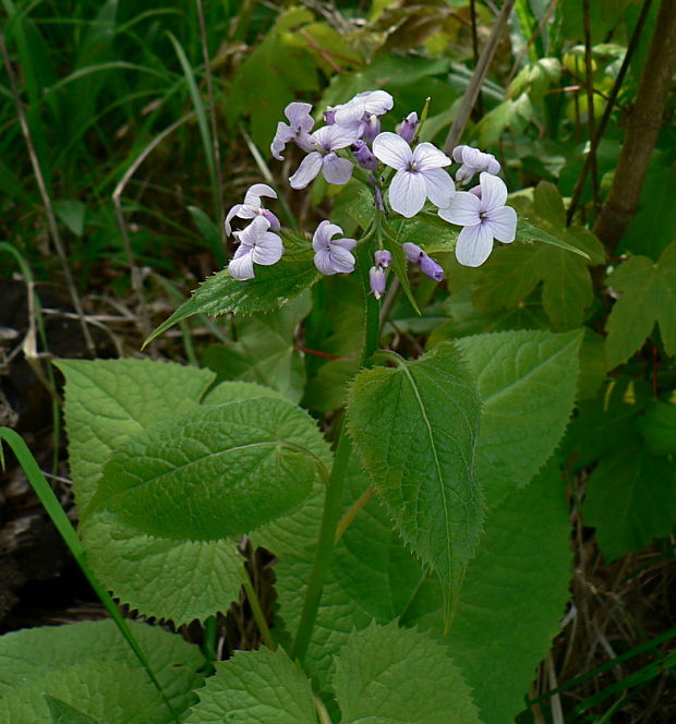 mesačnica trváca Lunaria rediviva L.