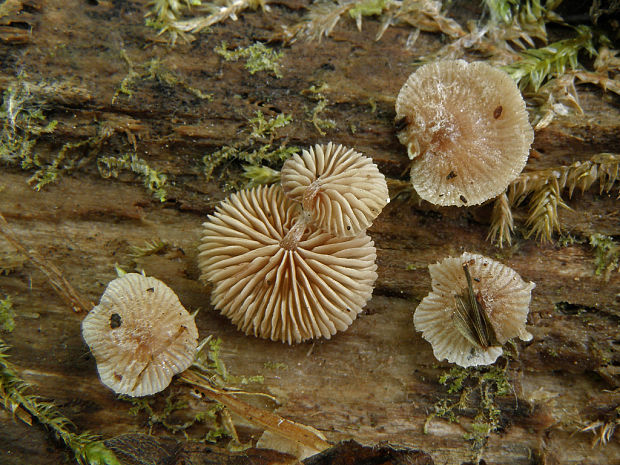 pahliva Melanotus phillipsii (Berk. et Broome) Singer