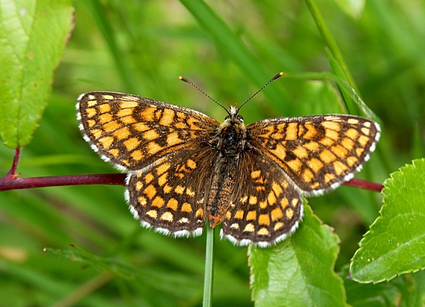 hnedáčik skorocelový Melitaea athalia  Rottemburg, 1775