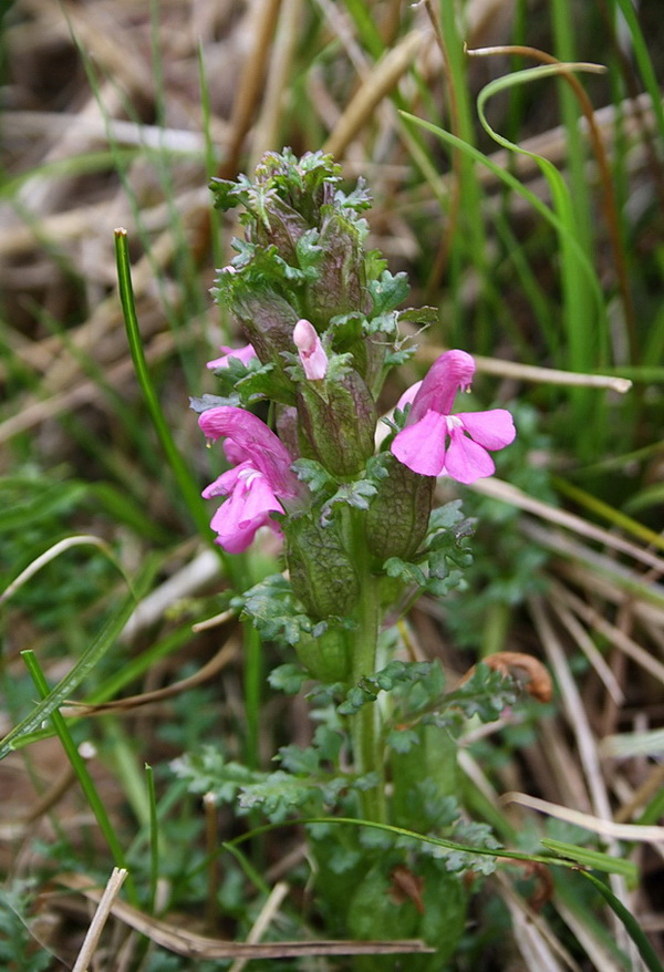 všivec lesný Pedicularis sylvatica L.