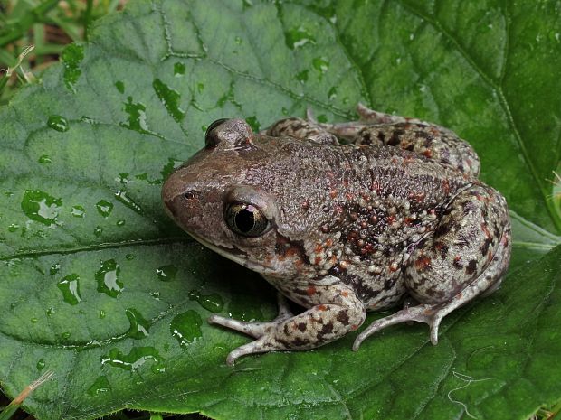 hrabavka škvrnitá Pelobates fuscus