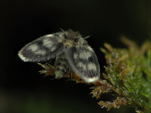 kútovka Pericoma sp.