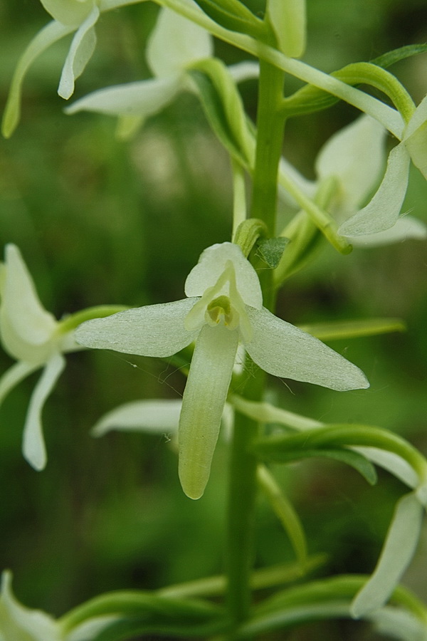 vemenník zelenkastý Platanthera chlorantha (Custer) Reinchenb.