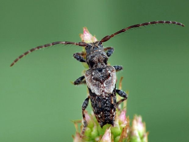 fuzáč Pogonocherus hispidus Linnaeus, 1758