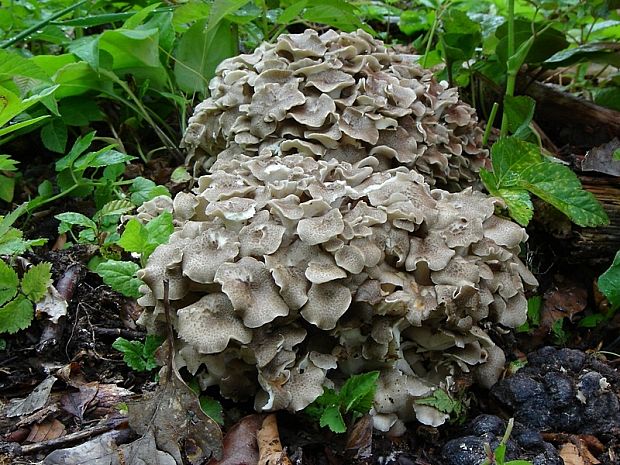 trúdnik klobúčkatý Polyporus umbellatus (Pers.) Fr.