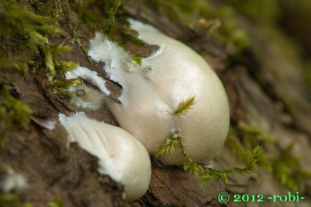 sieťnatka obyčajná Reticularia lycoperdon Bull.