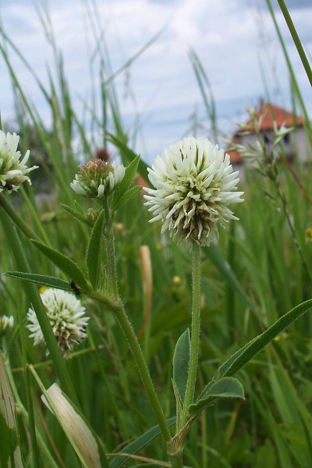 ďatelina horská Trifolium montanum  L.