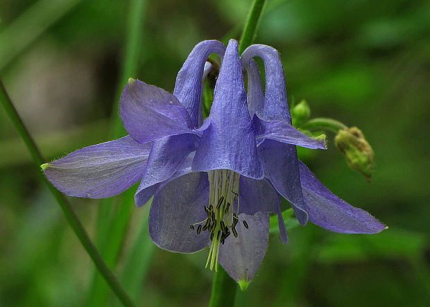 orlíček obyčajný Aquilegia vulgaris L.